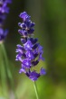DSC_4861_1920