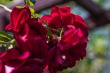DSC_4871_1920