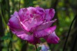 DSC_4875_1920