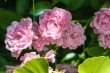 DSC_4880_1920