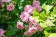 DSC_4887_1920