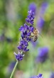 DSC_4933_crop_1920