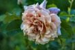 DSC_4967_1920