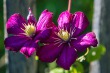 DSC_4977_crop_1920