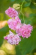 DSC_4997_1920