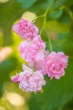 DSC_4998_1920