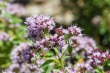 DSC_5011_1920