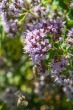 DSC_5012_1920