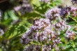 DSC_5013_1920