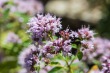 DSC_5015_1920