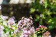 DSC_5017_1920