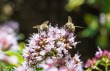 DSC_5017_crop_1920