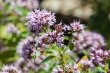 DSC_5024_1920