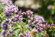 DSC_5026_1920