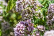 DSC_5035_1920