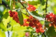 DSC_5043_1920