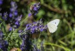 DSC_5047_crop_1920