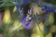 DSC_5048_1920
