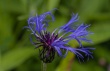 DSC_1119_crop_1920