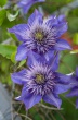 DSC_1145_crop_1920
