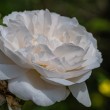 DSC_2037_2400