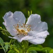 DSC_2039_2400