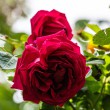 DSC_2053_2400