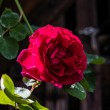 DSC_2054_2400