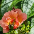 DSC_2061_2400