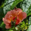 DSC_2062_2400