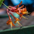 DSC_2066_2400