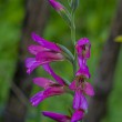 DSC_2083_2400