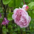 DSC_2093_2400