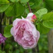 DSC_2094_2400