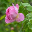 DSC_2096_2400