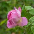 DSC_2097_2400