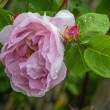 DSC_2100_2400