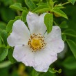 DSC_2107_2400