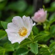 DSC_2110_2400