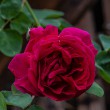 DSC_2113_2400