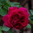 DSC_2115_2400