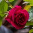 DSC_2117_2400