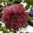 DSC_2125_2400