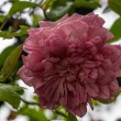 DSC_2126_2400