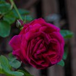 DSC_2134_2400