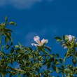 DSC_2137_2400