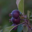 DSC_2140_2400