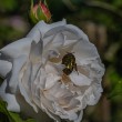 DSC_2142_2400