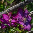 DSC_2157_2400