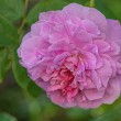 DSC_2165_2400